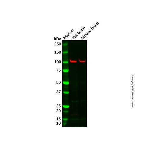 recombinant disc1 antibody (c007b-569026)