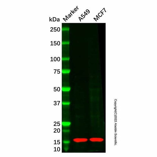 dusp23 mouse mab (c007b-569044)