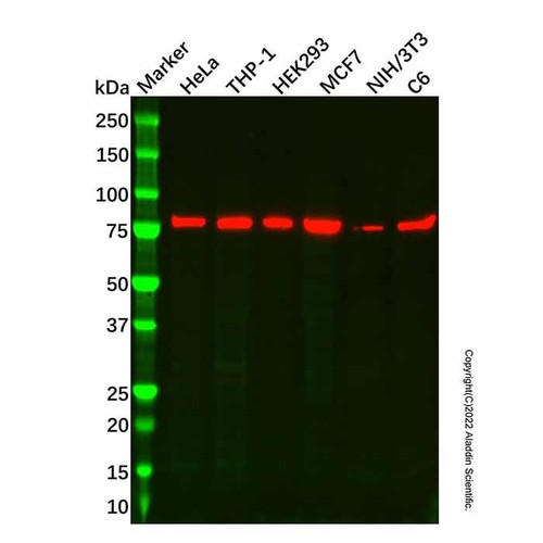faf1 antibody (c007b-569142)