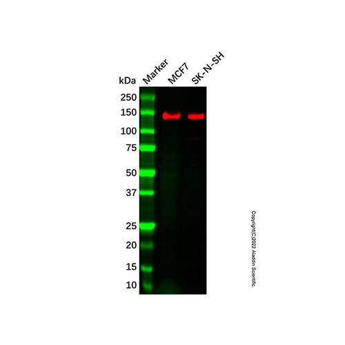 fam120a/ossa mouse mab (c007b-569144)