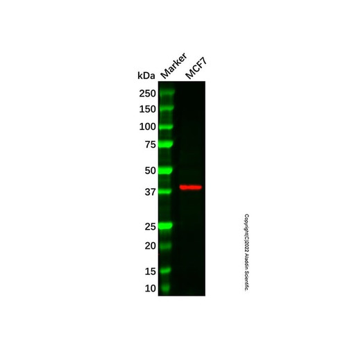 fam84b antibody (c007b-569151)