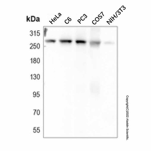 filamin a mouse mab (c007b-569176)