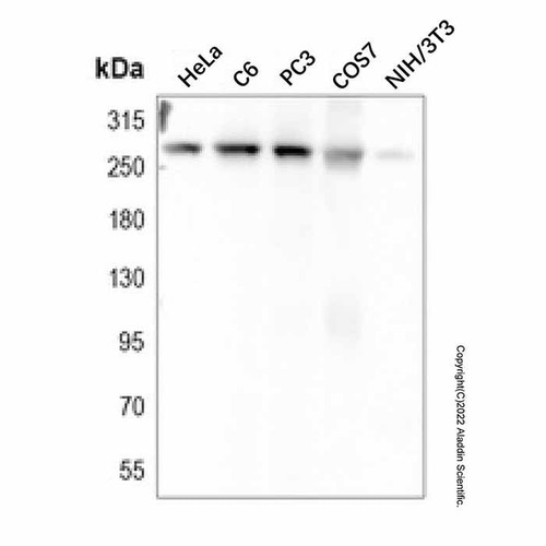 filamin a mouse mab (c007b-569178)