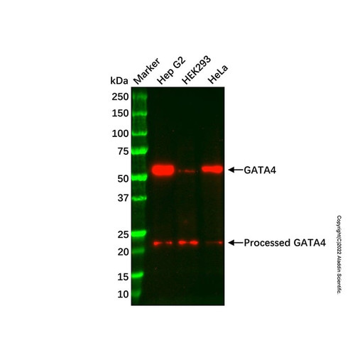recombinant gata4 antibody (c007b-569211)