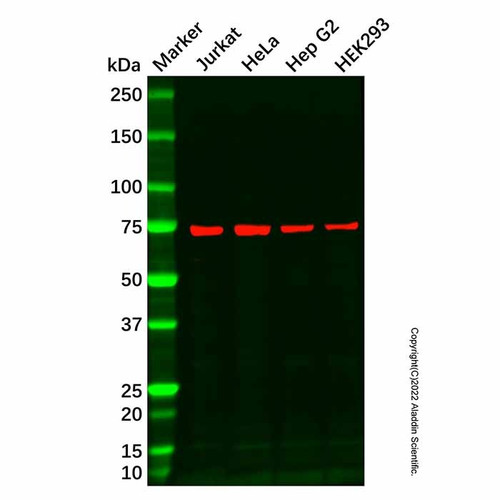 recombinant lysrs antibody (c007b-569473)