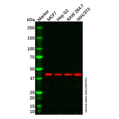 meis homeobox 3/meis3 antibody (c007b-569498)