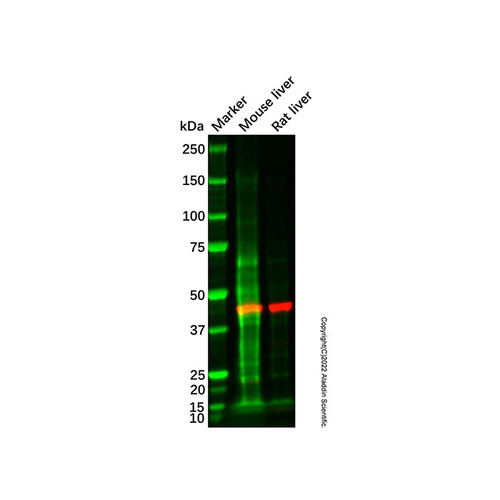 pla1a/nmd antibody (c007b-569754)