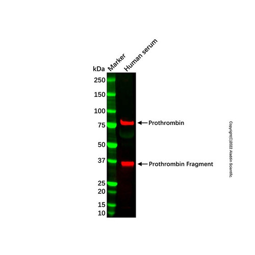recombinant prothrombin antibody (c007b-569802)