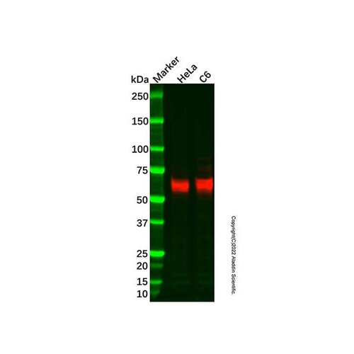 recombinant tfe3 antibody (c007b-570034)