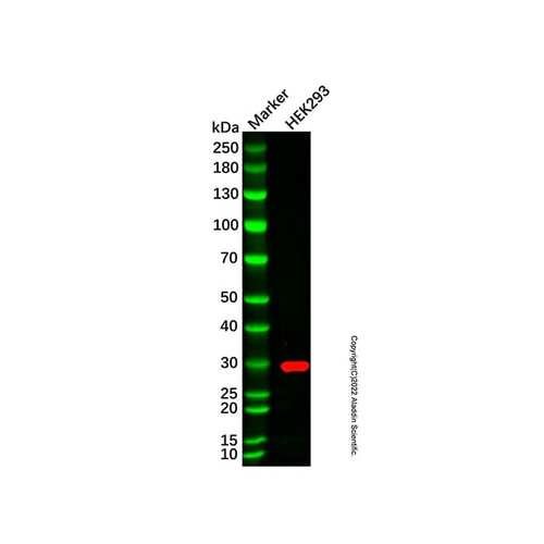 trem1 antibody (c007b-570083)