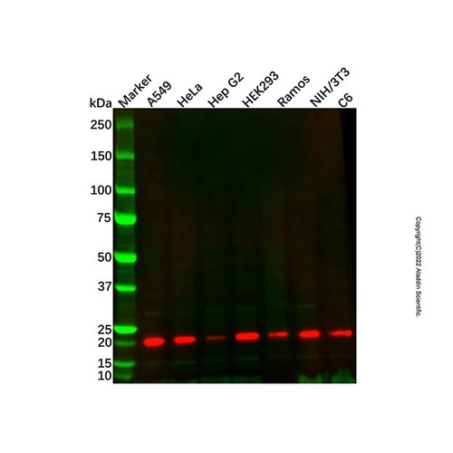 ube2m/ubc12 mouse mab (c007b-570111)