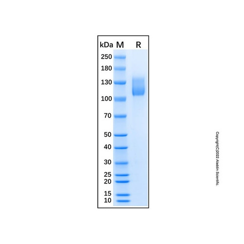 recombinant human osmr beta protein (c007b-573719)