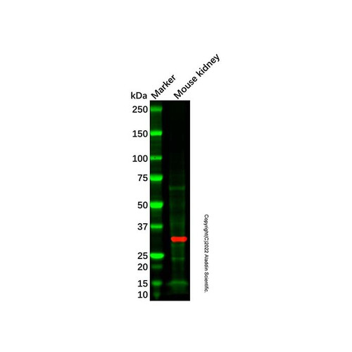 mouse kidney tissue lysate - total protein