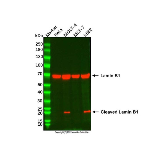 lamin b1 mouse mab (c007b-574601)
