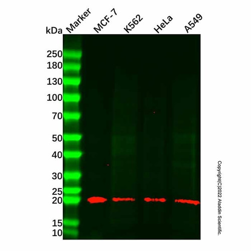 mt-co2 mouse mab (c007b-574658)
