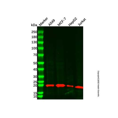 bid mouse mab (c007b-574828)