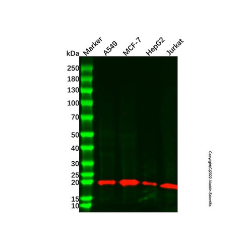 bid mouse mab (c007b-574829)