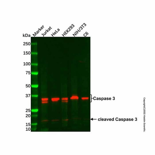 caspase 3 mouse mab (c007b-575927)