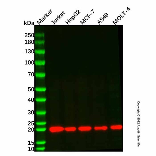 bid mouse mab (c007b-576206)