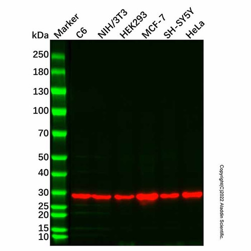 14-3-3 zeta mouse mab (c007b-576277)