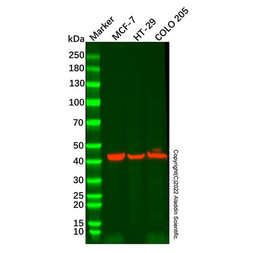 cytokeratin 19 mouse mab (c007b-576410)