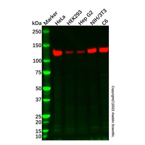 vinculin mouse mab (hrp) (c007b-576808)