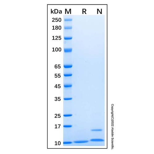 recombinant human cxcl1/gro alpha protein (c007b-586997)