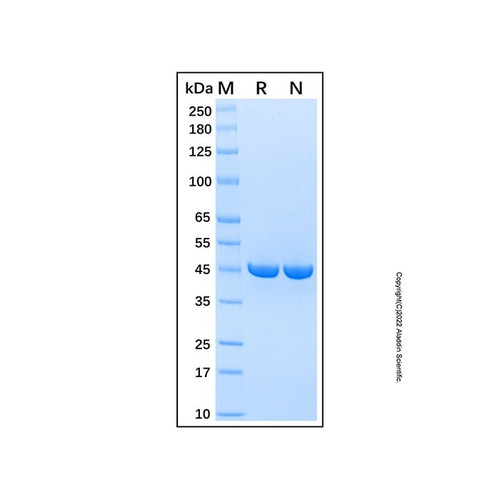 recombinant human isocitrate dehydrogenase 1/idh1 protein (c007b-587054)