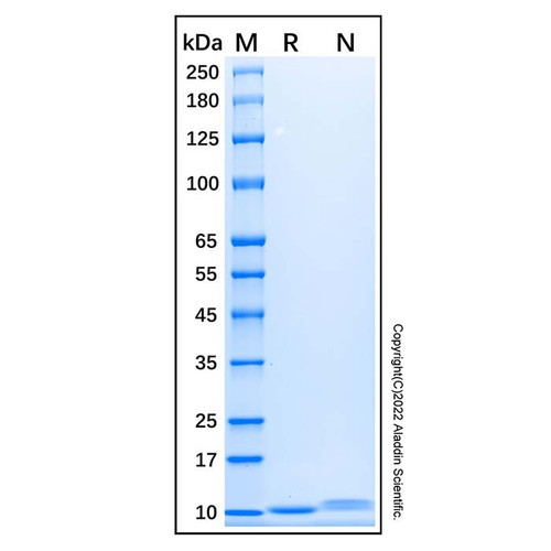 recombinant human cxcl7/nap-2 protein (c007b-587084)