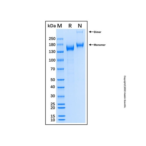 recombinant human plexin c1 protein (c007b-587206)