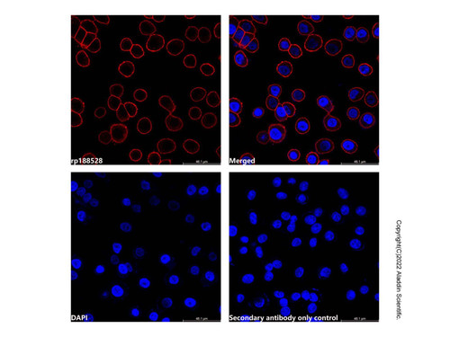recombinant streptavidin protein (af750) (c007b-587678)