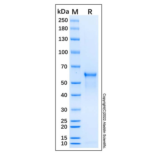 recombinant human beclin-1 protein (c007b-587906)