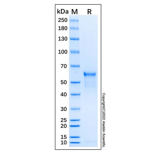 recombinant human beclin-1 protein (c007b-587908)