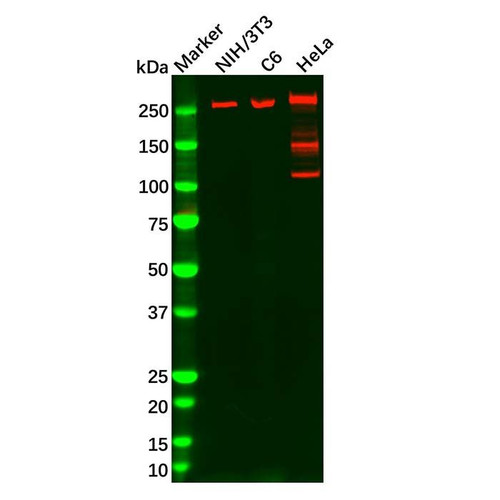 fatty acid synthase mouse mab (c007b-588551)