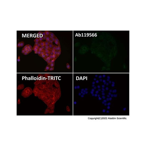 recombinant pan cadherin antibody (c007b-588794)