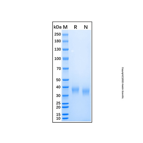 recombinant human amica protein (c007b-590328)