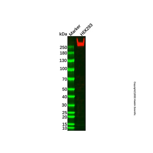 fatty acid synthase mouse mab (c007b-591039)