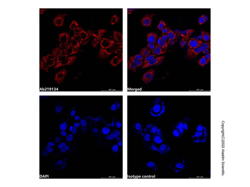 hsp60 mouse mab (af700) (c007b-591473)