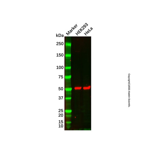 beta iii tubulin mouse mab (biotin) (c007b-591556)