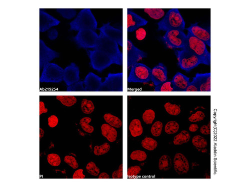 gapdh mouse mab (af405) (c007b-591581)