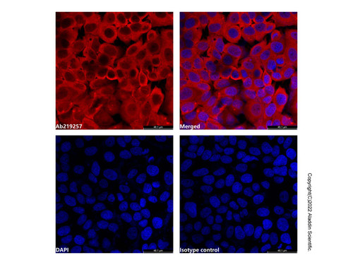 gapdh mouse mab (af555) (c007b-591588)