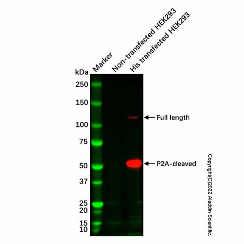 his tag (c-terminal) mouse mab (biotin) (c007b-591770)