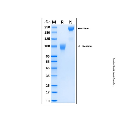 recombinant human fgfr3 (iiic) fc chimera protein (c007b-598822)