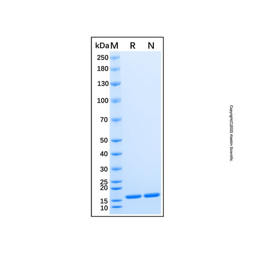 recombinant human il-21 protein (c007b-598884)