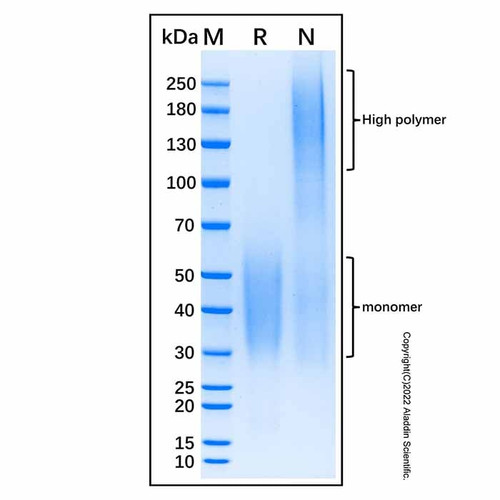 recombinant human cd320/tcblr/8d6a protein (c007b-598887)