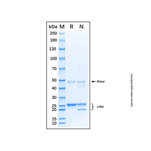 recombinant human c-rel protein (c007b-599093)