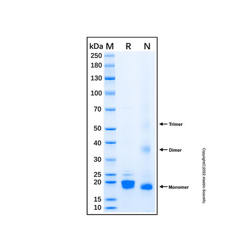 recombinant human glutathione peroxidase 4 protein (c007b-599137)