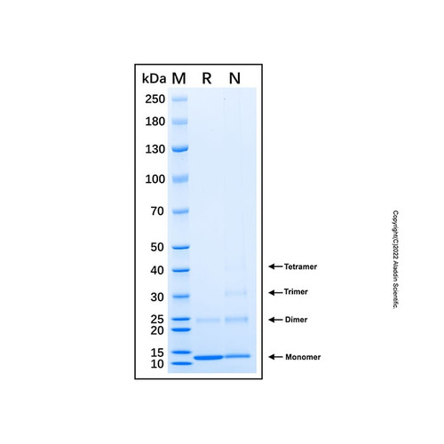 recombinant human cyp24a1 protein (c007b-599168)
