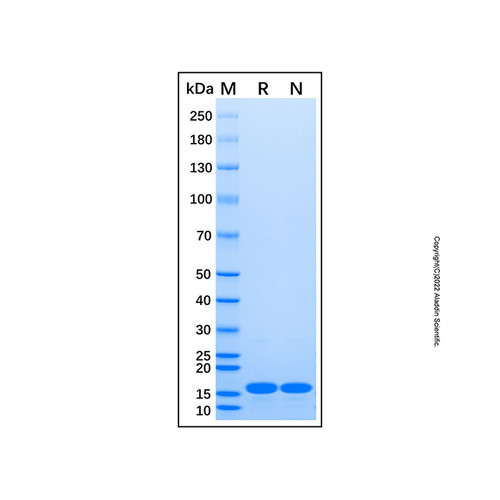 recombinant human il-21 protein (c007b-599227)