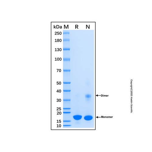 recombinant human superoxide dismutase 1 protein (c007b-599296)